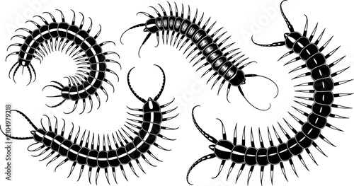 Bild auf Leinwand Set of black centipede silhouettes in various crawling poses vector illustration isolated on white background
