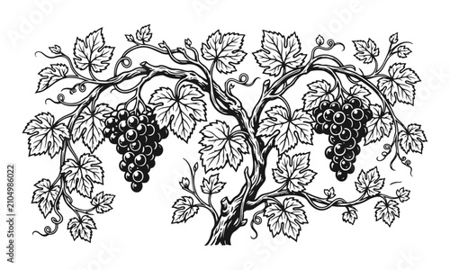 Elegant grapevine with curling tendrils, leaves and grape clusters in decorative style — grape vine, grape leaves, vineyard design, wine emblem, vine illustration