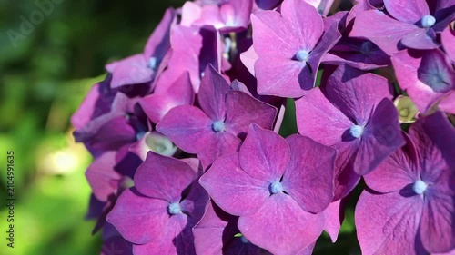 Close-up of Hydrangea macrophylla, also known as French hydrangea, bigleaf hydrangea and hortensia, featuring vivid magenta flowers with bright blue centers against glowing golden bokeh.