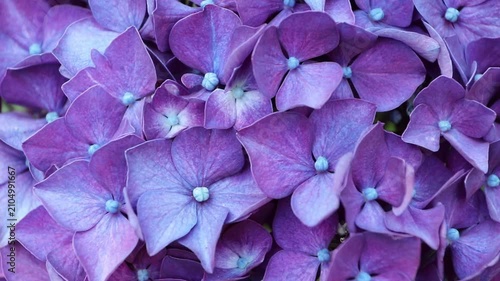Macro footage of Hydrangea macrophylla, also known as bigleaf hydrangea, French hydrangea and hortensia, showcasing richly colored purple-blue florets with luminous pale blue centers.