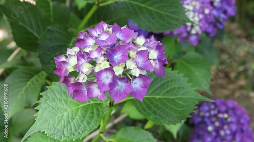 Semi-open flower head of Hydrangea macrophylla, also known as bigleaf hydrangea, French hydrangea and hortensia, with purple and creamy yellow florets gently swaying in soft natural light.
