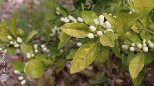 Orange tree branch with creamy white flower buds and pale yellow-green mature leaves gently moving in the breeze. Ideal for neroli, citrus blossom, perfume and spring orchard concepts.