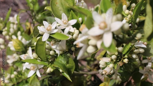 Flowering orange tree branches with fragrant white blossoms, buds and green leaves gently swaying in warm sunlight. Soft foreground blur creates a dreamy botanical scene for neroli and fragrance conce