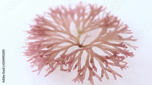 Side view of Scinaia furcellata gently swaying underwater in soft natural light with shallow depth of field. Marine red algae for skincare, spa, cosmetic and wellness concepts.
