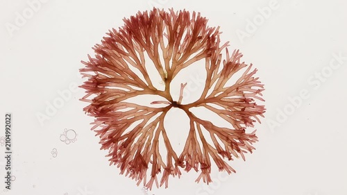Scinaia furcellata red seaweed gently swaying in water current with drifting air bubbles. Marine algae associated with skincare, spa, cosmetic and wellness concepts.