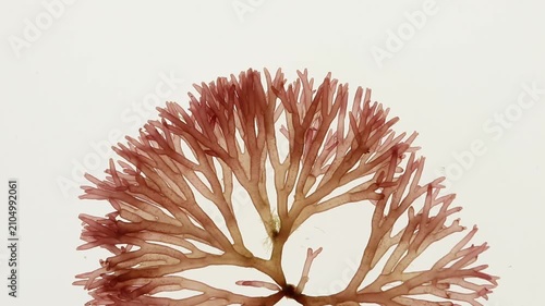 Macro footage of Scinaia furcellata revealing textured, dotted translucent branches moving with the current. Red marine algae linked to cosmetic ingredients, spa rituals and marine wellness.