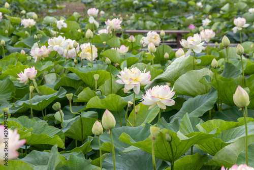 咲き誇る白とピンクの蓮の花