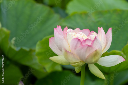 美しいピンク色の蓮の花