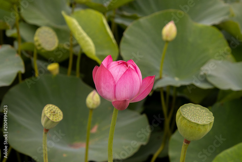 優雅に咲くピンク色の蓮の花