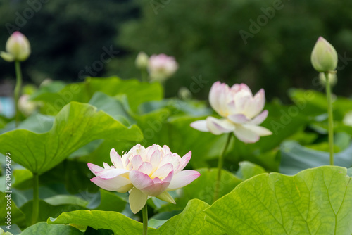 白とピンクを彩る美しい蓮の花