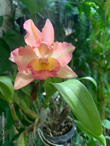 yellow pink-violet orchid as nature background