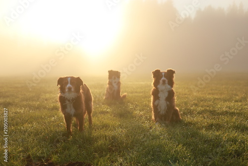 Three Australian Shepherds in Misty Morning Field