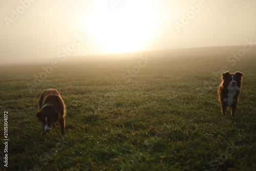 Two Dogs in Misty Morning Field at Sunrise