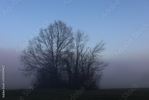 Trees in Blue Foggy Morning Landscape
