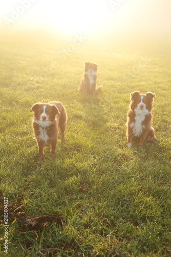 Three Australian Shepherds in Misty Morning Sunlight