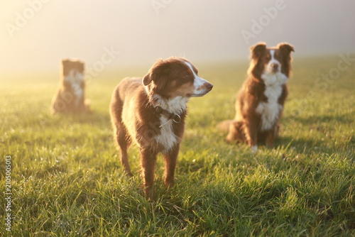 Australian Shepherds in Golden Hour Field