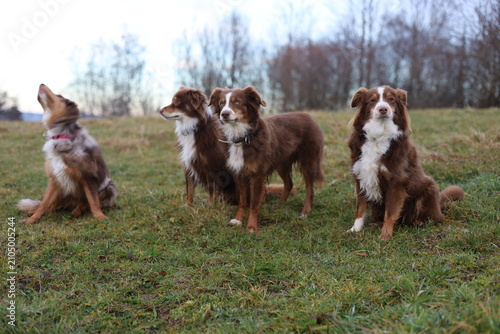 Four Australian Shepherds in a Grassy Field