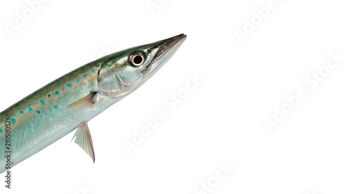 Photography Long slender wild predatory barracuda fish swimming sideways isolated on transpa