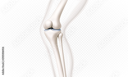 Human knee joint anatomy. Transparent leg structure. Realistic orthopedic medical illustration. Vector illustration