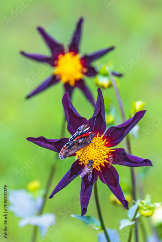 Red admiral butterfly sitting on a star shaped flower