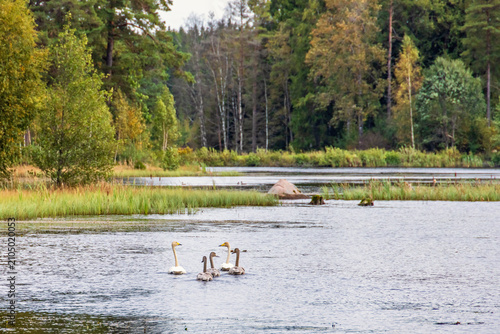 Forest lake in autumn colours with a Whooper swan family