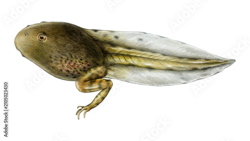 Tadpole with Growing Hind Legs Isolated on White Background, Metamorphosis Stage