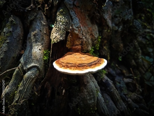 Foto A shelf bracket fungus with distinct brown rings growing horizontally on a mossy tree trunk