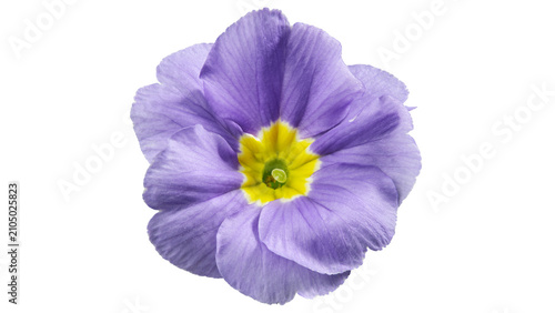 Fotografie Single Purple Primrose Flower Isolated on White Background