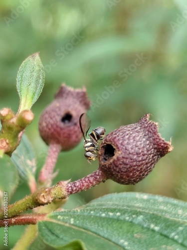 Fotografie Macro Close-Up of a Fruit Fly on Senduduk Plant