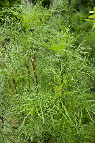 Fotografie These are summer cosmos leaves.