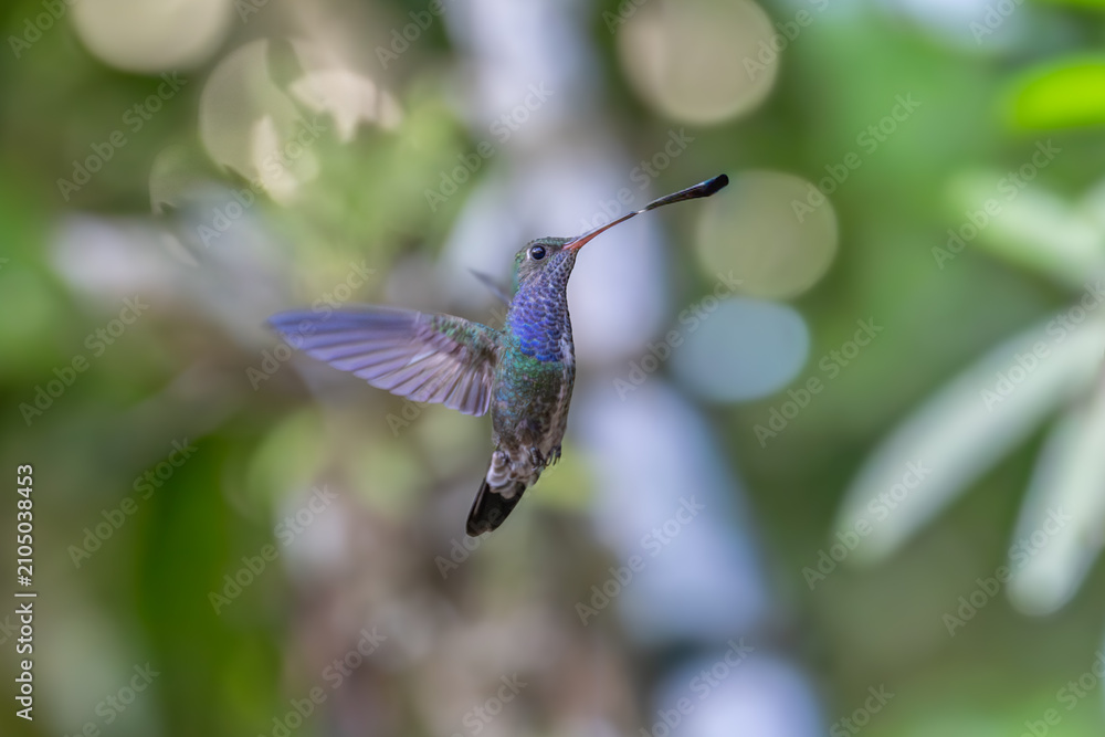 Fototapeta premium The image shows a hummingbird emerald sapphire (Chionomesa lactea).