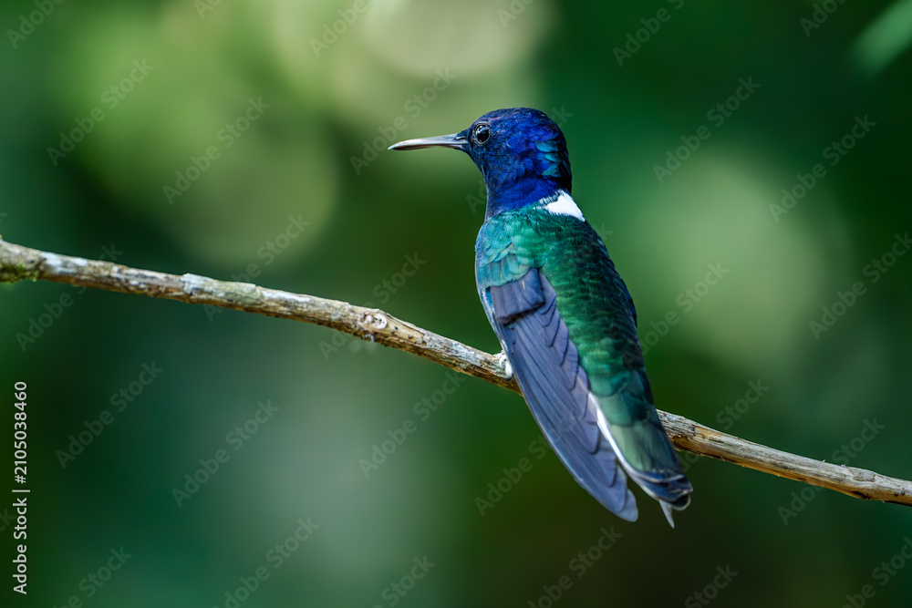 Fototapeta premium Sparkling violetear (Colibri coruscans) Ecuador