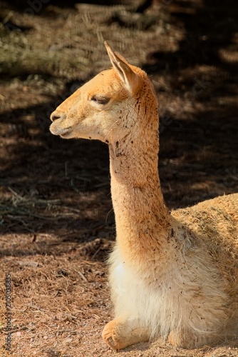Konstfotografi Vicuña (vicugna vicugna), a wild South American camelid native to the high-alpine grasslands of the Andes Mountains,  at Korkeasaari Zoo, Helsinki, Finland, Europe