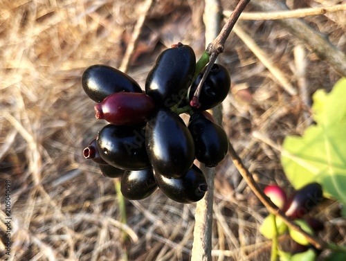 Fotografija Jamun fruit is a small, oval-shaped tropical fruit with deep purple to black skin and a juicy, tangy-sweet flavor