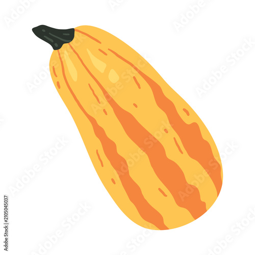 Yellow zucchini with soft orange stripes. Hand drawn vector illustration.