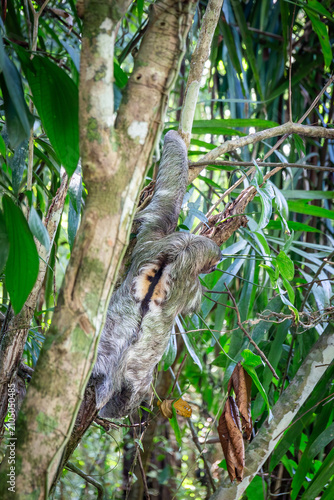 Dreifinger Faultier im Dschungel von Costa Rica