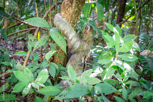 Dreifinger Faultier im Dschungel von Costa Rica