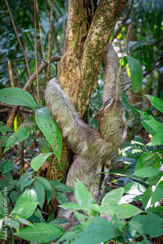 Dreifinger Faultier im Dschungel von Costa Rica