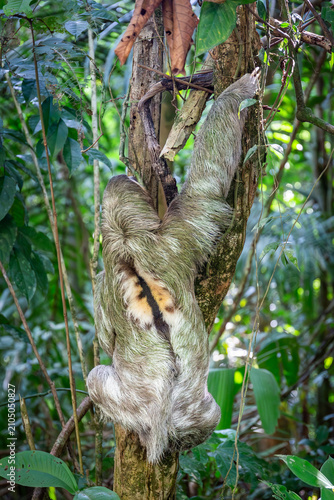 Dreifinger Faultier im Dschungel von Costa Rica