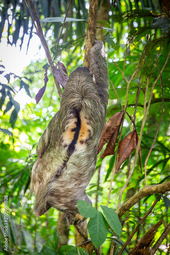 Dreifinger Faultier im Dschungel von Costa Rica