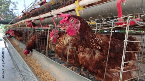 Brown Laying Hens Inside Commercial Poultry Farm Cages, Chicken and Egg Production Footage for Livestock Farming, Agriculture, Food Supply, and Animal Husbandry Concepts