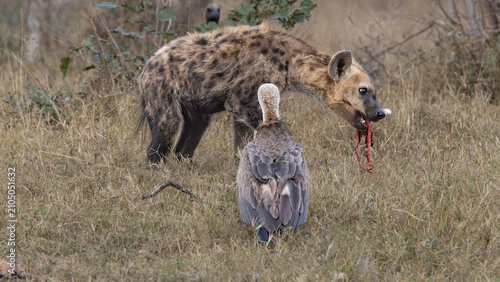 Bild auf Leinwand White-backed vulture (Witrugaasvoël) (Gyps africanus) and Spotted Hyena (Gevlekt