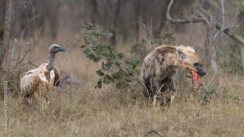 Tableau sur toile White-backed vulture (Witrugaasvoël) (Gyps africanus) and Spotted Hyena (Gevlekt