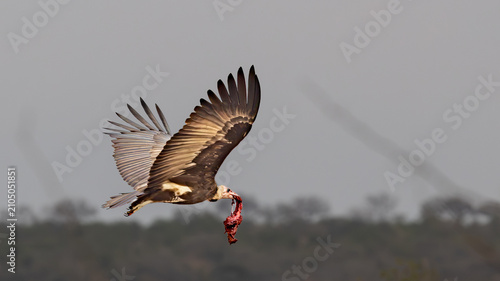 Foto Hooded Vulture (Monnikaasvoël) (Necrosyrtes monachus) flying off with carrion fr