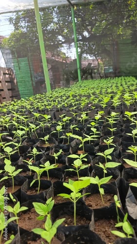 Large Collection of Healthy Vegetable Seedlings Growing in Black Polybags, Agricultural Nursery Footage for Sustainable Farming, Plant Propagation, Gardening, and Crop Production