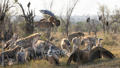 Foto White-backed vulture (Witrugaasvoël) (Gyps africanus) and Spotted Hyena (Gevlekt