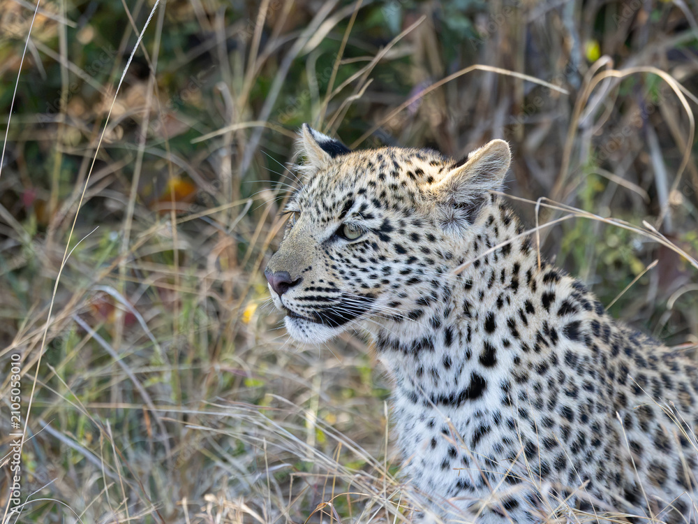 Fototapeta premium Leopard (Panthera pardus pardus) at Shimuwini in the Kruger National Park, Limpopo, South Africa