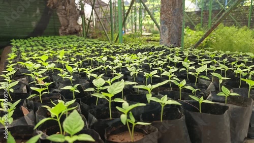 Rows of Young Vegetable Seedlings Growing in Black Nursery Bags, Plant Nursery Footage for Organic Farming, Crop Cultivation, Gardening, Agriculture, and Sustainable Food Production