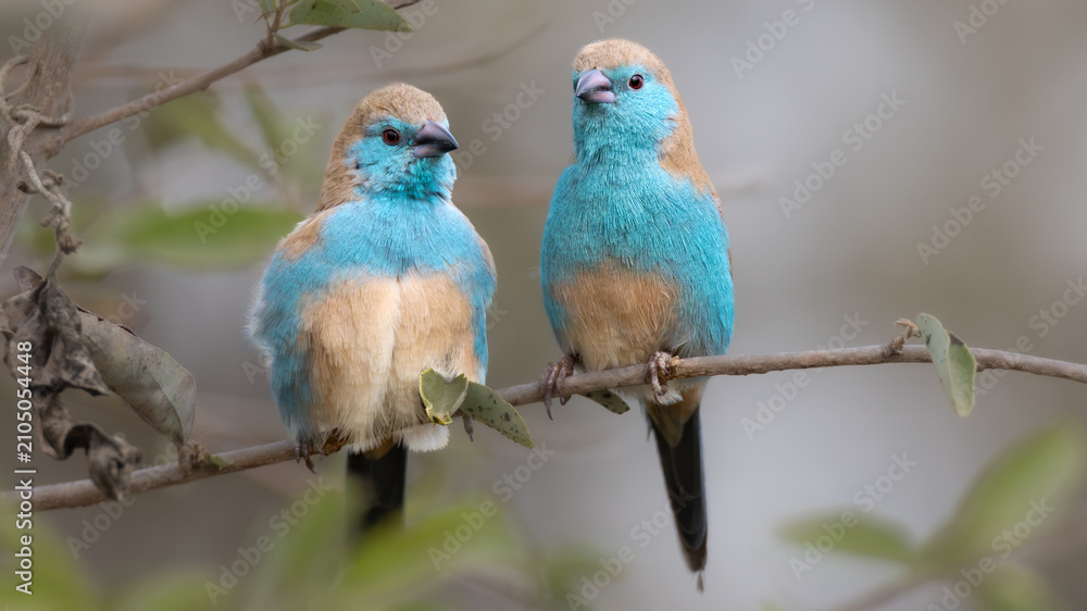 Obraz premium Blue waxbill (Blousysie) (Uraeginthus angolensis) in the Kruger National Park, Limpopo, South Africa 