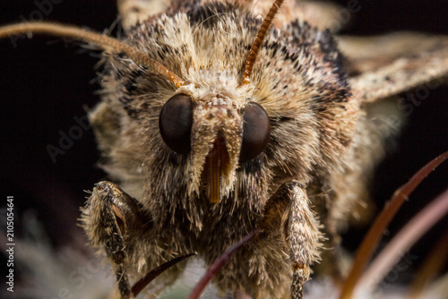 Close-up of a moth head with large dark eyes, feathery antennae, and fuzzy texture on a dark background.